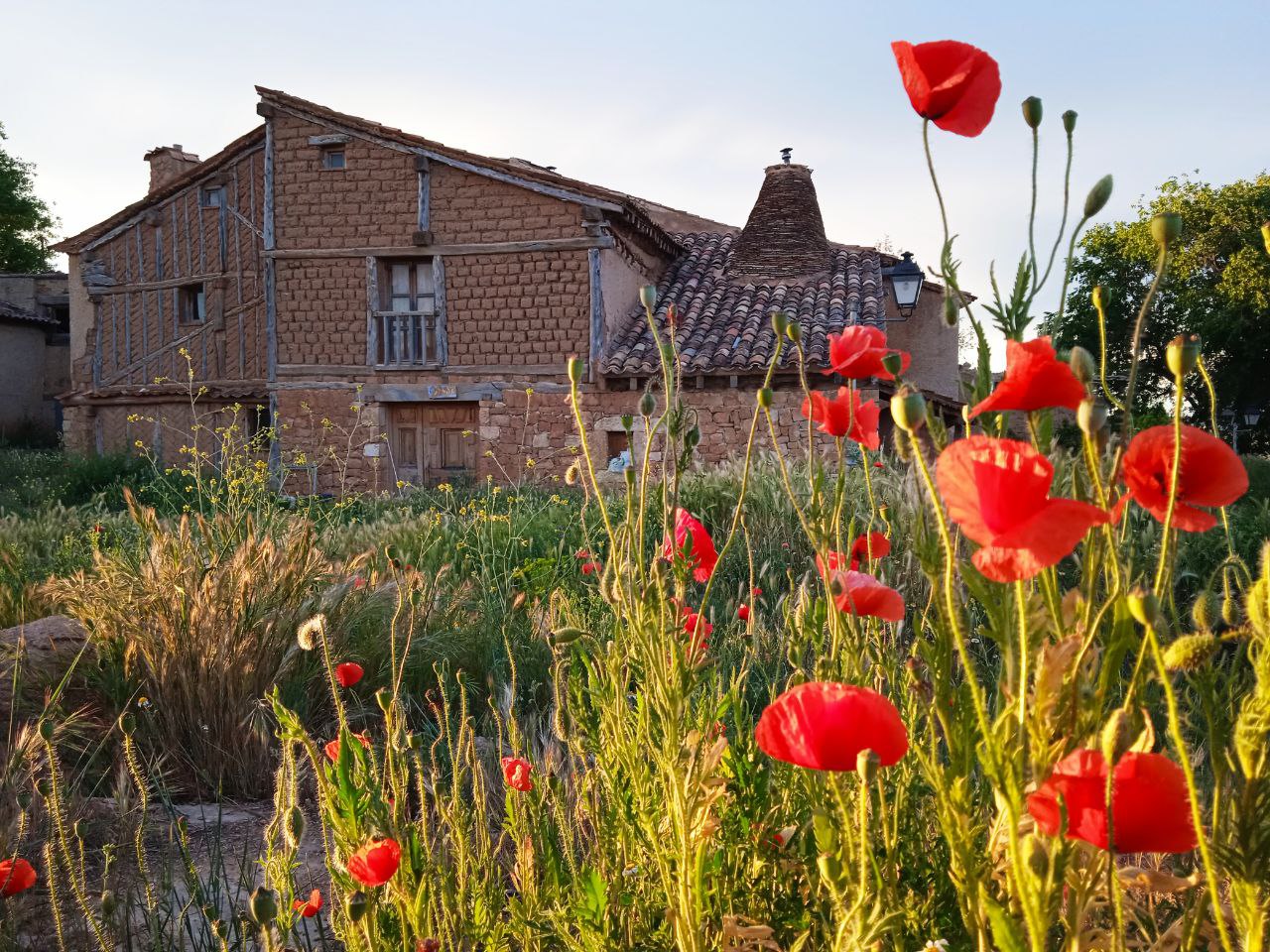 foto de una casa de adobes al fondo con amapolas rojas y hierba en primer plano
